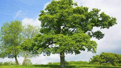 Dąb SZYPUŁKOWY Quercus robur DUŻE DRZEWO DĘBU 180cm odporny W DONICY