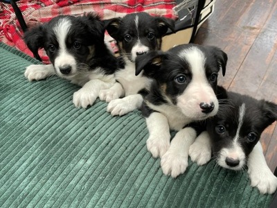 Border Collie 4szt rodowody ISDS ( International Sheep Dog Society )