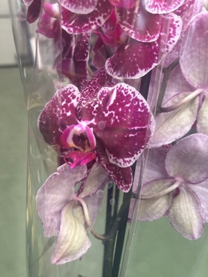 Storczyk Jmp 2 pędy 60cm eduction