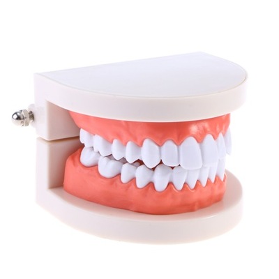 Model zębów Typodont zabawki narzędzie do wiercenia dziecka