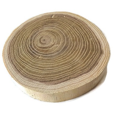 Plastry drewniane krążki akacja BEZ KORY 8-12 cm