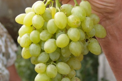 Winorośl Vitis "Wostorg"