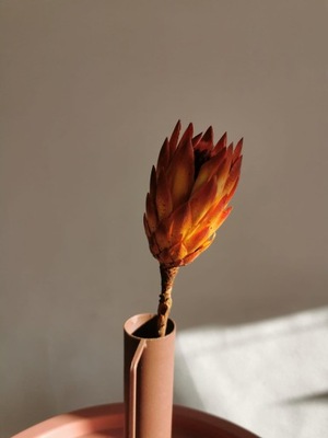 Protea suszona - czerwona 1 szt. - suszone kwiaty