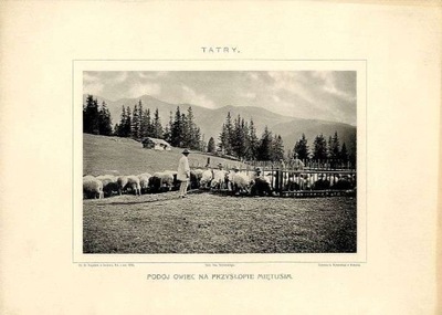 Tatry. Podój owiec na Przysłopie Miętusim, 1906