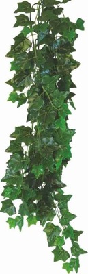 Roślina wystrój terrarium Hedera Helix 50 cm