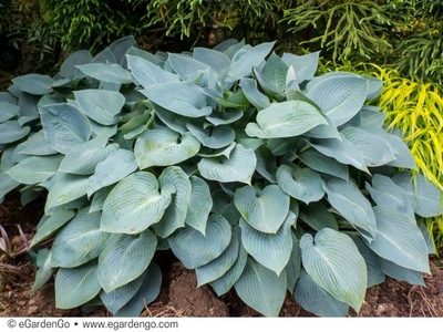 Funkia. Hosta Halcyon- gat. I