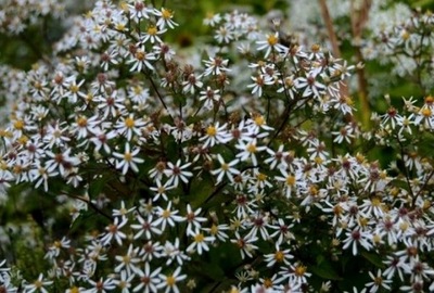 Aster rozkrzewiony "Eastern Star"