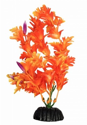 Roślina akwariowa Synnema pomarańczowa 10 cm