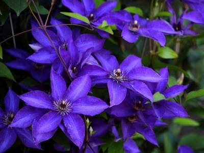 Clematis, Powojnik NIEBIESKI-- NR 651