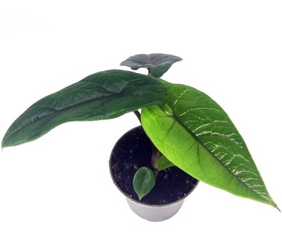 ALOCASIA 'SCALPRUM' Alokazja