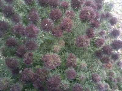 Aster 'Ann Leys' sadzonka