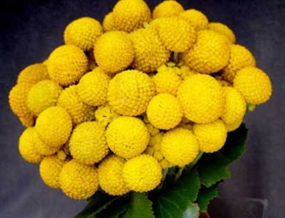 BERŁO KRÓLA KRASPEDIA .