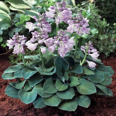 FUNKIA HOSTA NIEBIESKIE MYSIE USZY P9