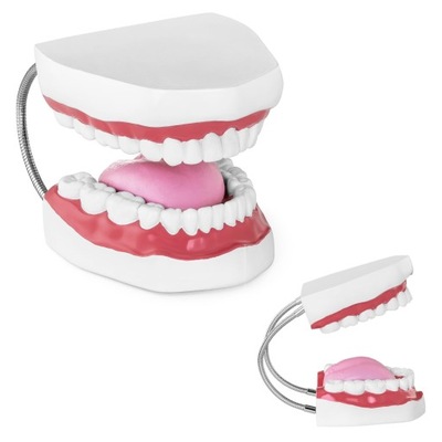 Model Anatomiczny Szczęki Zębów Człowieka 2:1