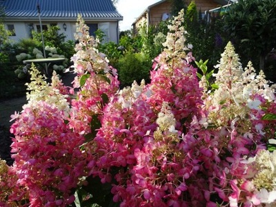 Hortensja bukietowa CANDLELIGHT Hydrangea PIĘKNIE PRZEBARWIAJĄCA SIĘ