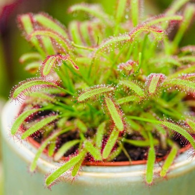 Drosera capensis ROSICZKA PRZYLĄDKOWA