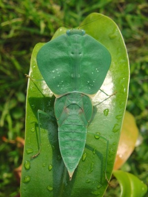 Choeradodis rhombicollis Modliszka KOBRA L2-3