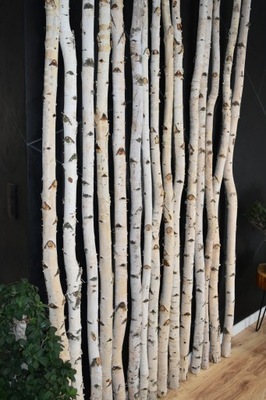 Ściana z brzozy Patyki, gałęzie, tyczki drewno 200cmx5-8cm