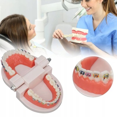 DENTAL TYPODONT MODEL ZĘBÓW Z ORTODONTYCZNYM