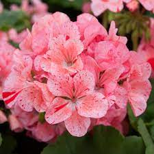 PELARGONIA RABATOWA RASPBERRY NASIONA