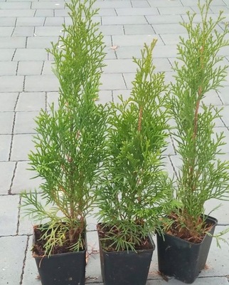 THUJA SMARAGD Tuja szmaragd PEWNE PRZYJĘCIE