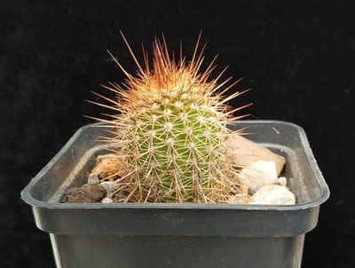 kaktus Trichocereus strigosus Marayes