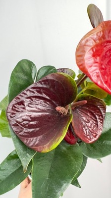 Anthurium Essencia Roślina o czekoladowych kwiatach