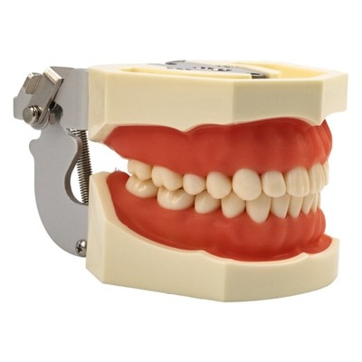 Model dentystyczny zębów