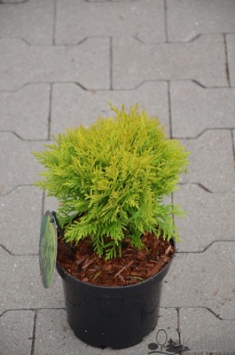 Thuja occidentalis 'Mirjam' Żywotnik zachodni 20-25 cm 3L