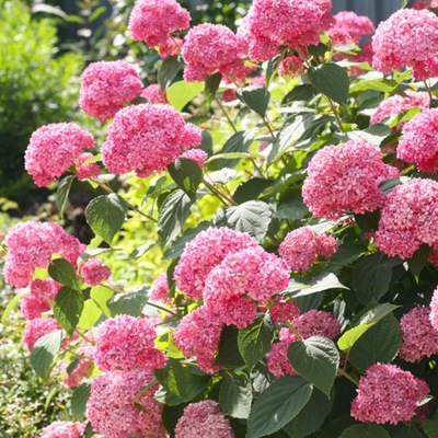 Hortensja drzewiasta 'Pink Annabelle SPIRIT' (Hydrangea arborescens) Sadzon