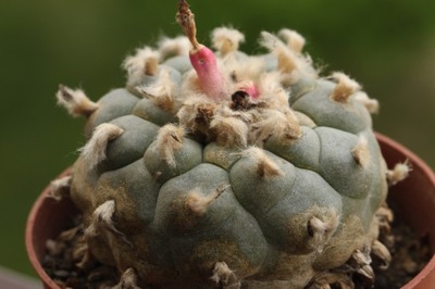 Kaktusy. Lophophora williamsii