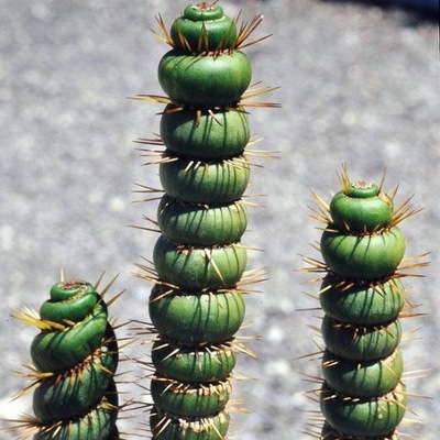 EULYCHNIA CASTANEA 'Spiralis' Kaktus