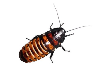 Karaczany madagaskarskie BARDZO DUŻE powyżej 6 cm 10 sztuk
