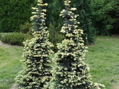 ŚWIERK KŁUJĄCY BIAŁOBOK PIĘKNE BIAŁE PRZYROSTY MINIATUROWY SADZONKA