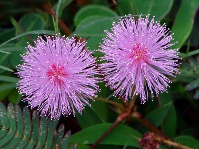 MIMOZA WSTYDLIWA (MIMOSA PUDICA) 20 NASION