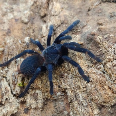 Pterinopelma sazimai L1