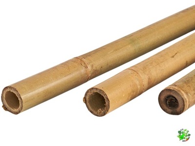 Bambus tyczka bambusowa 50 cm