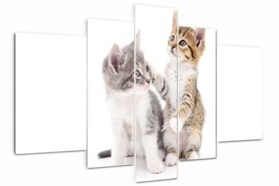 Foto Obraz akrylowy duży tryptyk Dwa małe koty