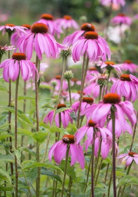 Jeżówka purpurowa Echinacea purpurea