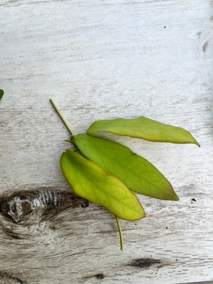 Hoya cagayanensis