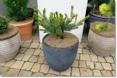 Pinus parviflora 'Nellie D.' - Duża !!! !!! !!!