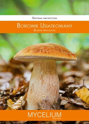 BOROWIK USIATKOWANY grzybnia grzyby leśne Mycelium