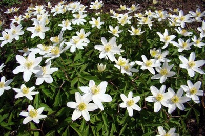 ZAWILEC WIELOKWIATOWY ANEMONE SYLVESTRIS BIAŁY P