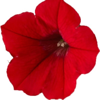 Petunia SURFINIA Deep Red