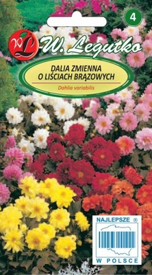 Dalia Ogrodowa o brązowych liściach 1g Legutko