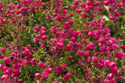 Dabecja kantabryjska CZERWONA| DZWONKOWATE KWIATY