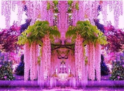 GLICYNIA ROSELLIANA - Wisteria sadzonki w don. !