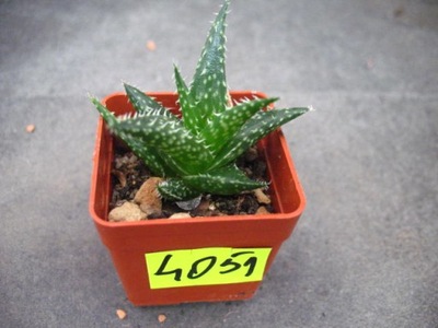 Aloe descoingsii x haworthioides 4051 don 4x4cm PS1607S