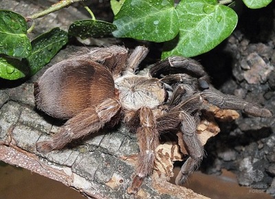 Psalmopoeus reduncus samiec (SpidersForge)