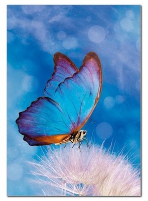 Teczka z gumką A4 Natura Motylek niebieski